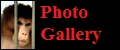 Photo Gallery